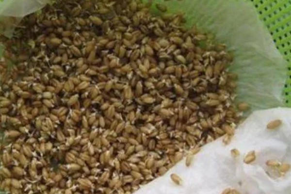 莴笋种子的种植方法，播种前需浸种