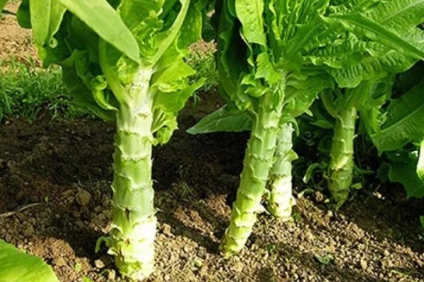 莴笋种子的种植方法，播种前需浸种