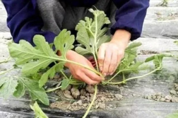 西瓜整枝打杈留瓜的方法，可以采用单蔓整枝的方法