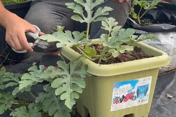 西瓜整枝打杈留瓜的方法，可以采用单蔓整枝的方法