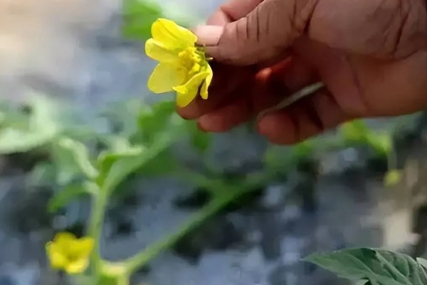西瓜整枝打杈留瓜的方法，可以采用单蔓整枝的方法