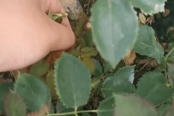 玫瑰与月季的区别，其叶片和枝干均不同