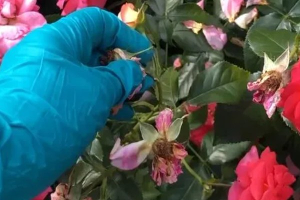 玫瑰与月季的区别，其叶片和枝干均不同