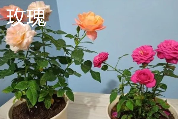 玫瑰与月季的区别，其叶片和枝干均不同