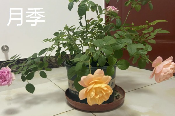 玫瑰与月季的区别，其叶片和枝干均不同