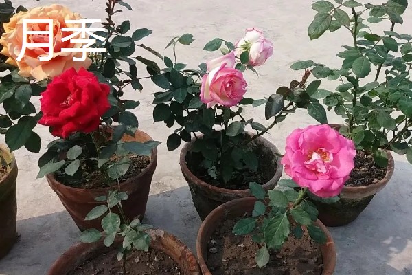 玫瑰与月季的区别，其叶片和枝干均不同