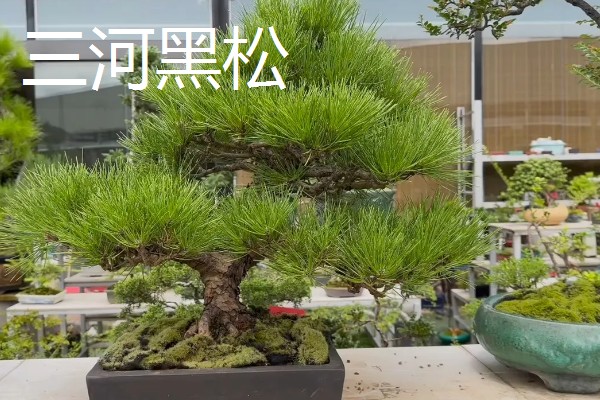 三河黑松和黑松的区别是什么，高度和芽点均不同