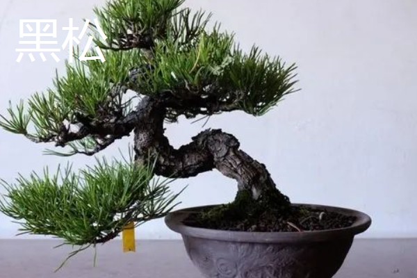 三河黑松和黑松的区别是什么，高度和芽点均不同