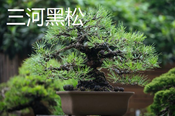 三河黑松和黑松的区别是什么，高度和芽点均不同