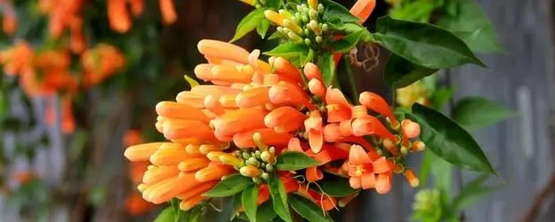 炮仗花冬天能不能开，炮仗花冬天能开