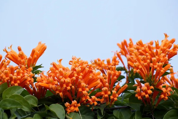 炮仗花冬天能不能开，炮仗花冬天能开