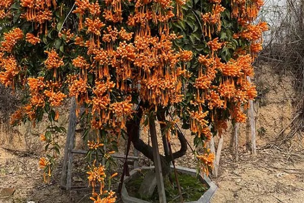 炮仗花冬天能不能开，炮仗花冬天能开