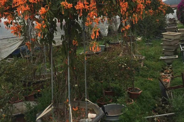 炮仗花冬天能不能开，炮仗花冬天能开