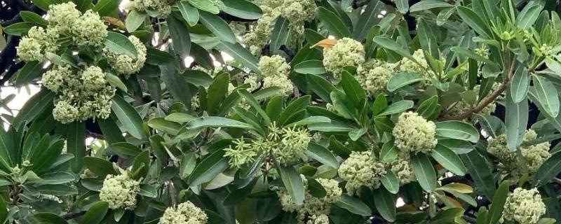 盘架子树有没有毒，盘架子树没有毒