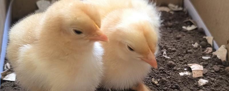 小鸡不吃东西站不起来怎么处理，可适量补钙