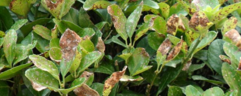 植物病害的症状，不同病害的病症不同