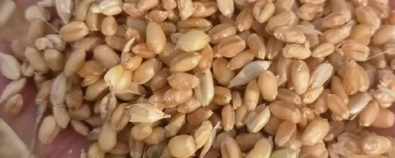 如何保管湿小麦，可采用以下6种方法