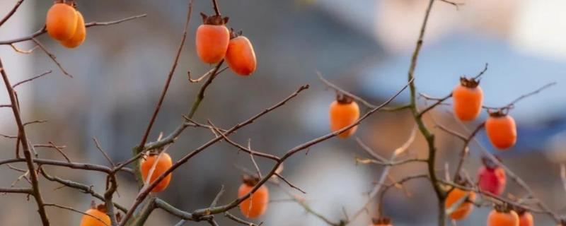 柿子如何掐尖，适合在生长初期进行