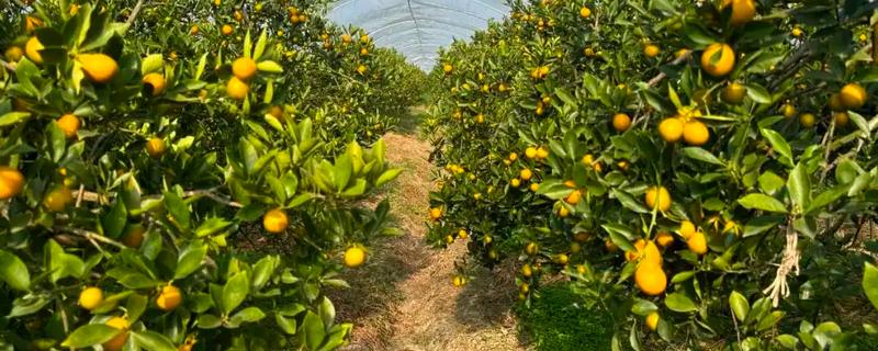 金桔的产地，主产地为福建尤溪、江西遂川等