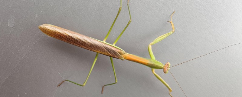 螳螂是不是益虫，会捕食飞蝗、蝇、蚊蝗等害虫