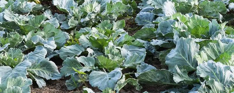 孢子甘蓝的种植技术，每年的7-9月份种植为佳