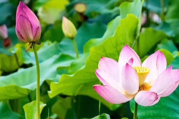 荷花的简介，属于莲科、莲属水生草本植物的统称