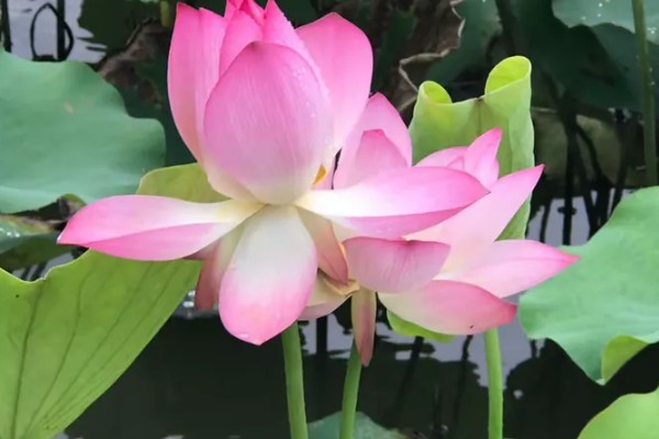 荷花的简介，属于莲科、莲属水生草本植物的统称