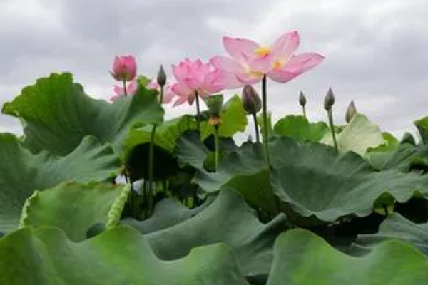 荷花的简介，属于莲科、莲属水生草本植物的统称