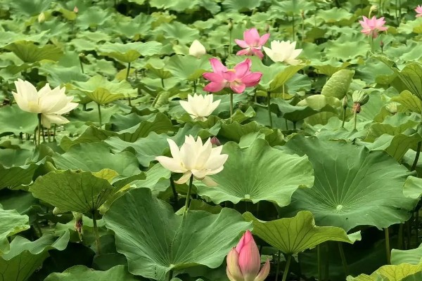 荷花的简介，属于莲科、莲属水生草本植物的统称