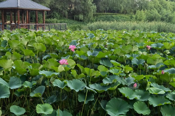 荷花的简介，属于莲科、莲属水生草本植物的统称