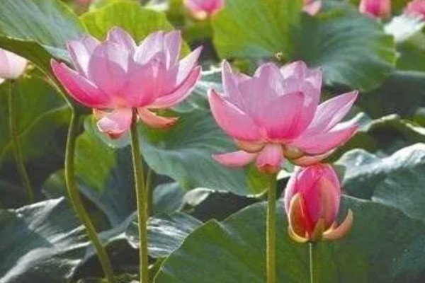 荷花的简介，属于莲科、莲属水生草本植物的统称