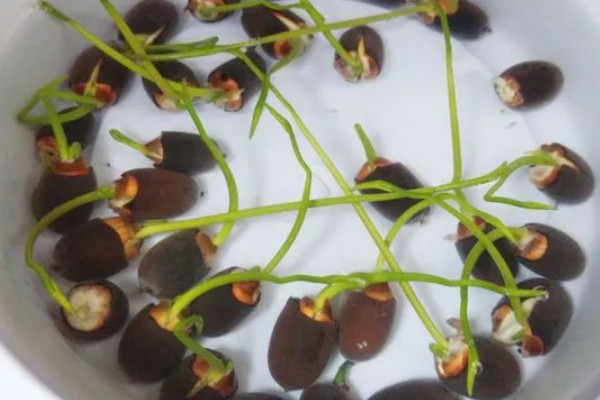 荷花的简介，属于莲科、莲属水生草本植物的统称