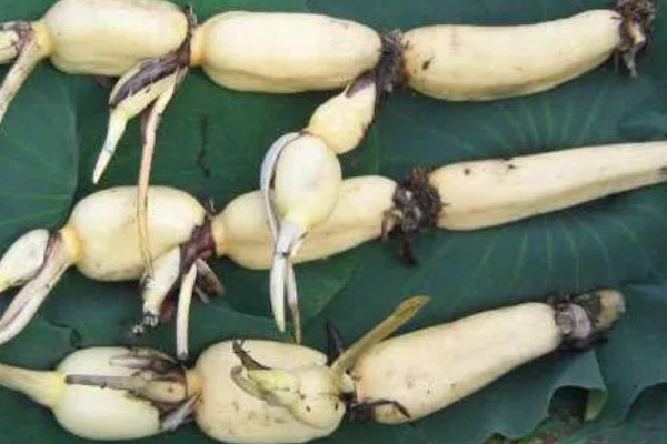 荷花的简介，属于莲科、莲属水生草本植物的统称