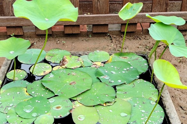 荷花的简介，属于莲科、莲属水生草本植物的统称