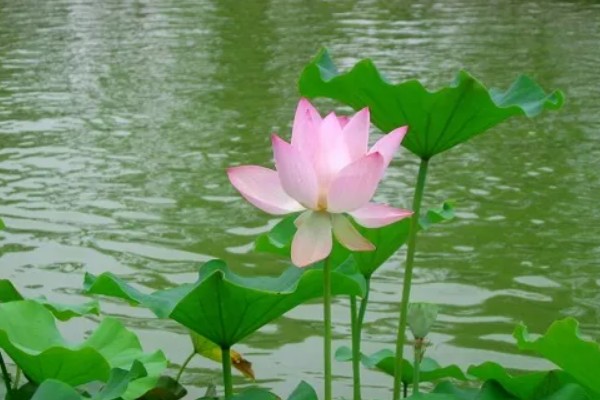 荷花的简介，属于莲科、莲属水生草本植物的统称