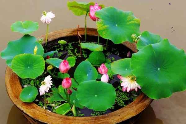 荷花的简介，属于莲科、莲属水生草本植物的统称