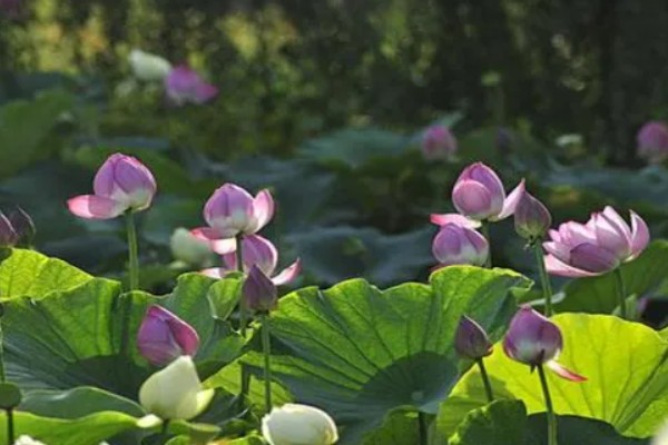 荷花的简介，属于莲科、莲属水生草本植物的统称