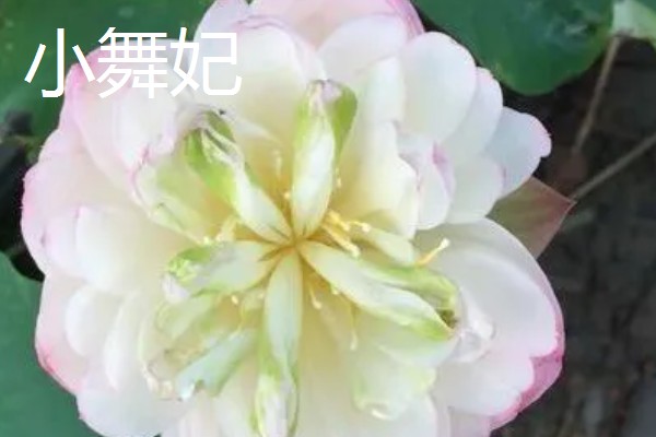 荷花的简介，属于莲科、莲属水生草本植物的统称