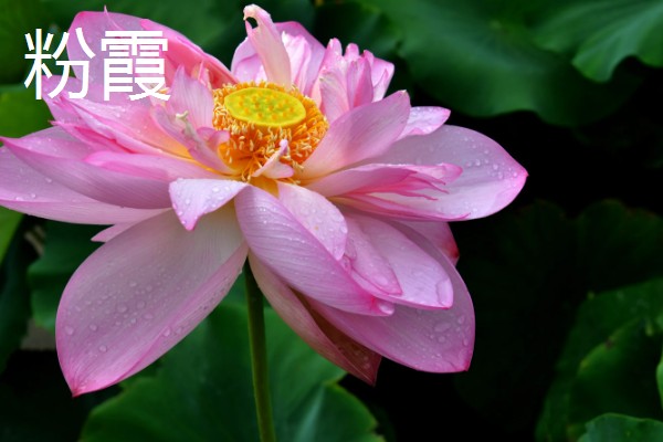 荷花的简介，属于莲科、莲属水生草本植物的统称