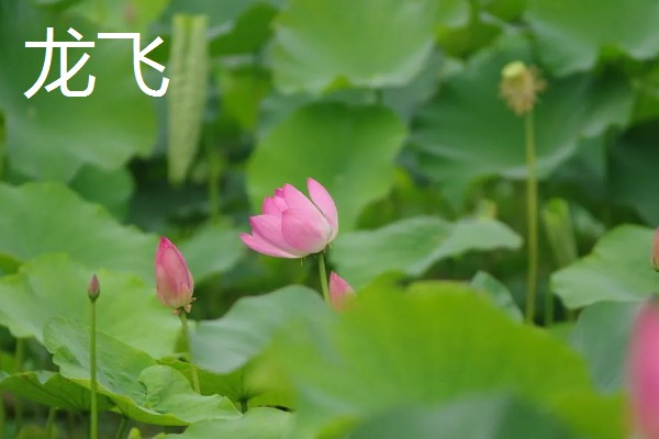 荷花的简介，属于莲科、莲属水生草本植物的统称