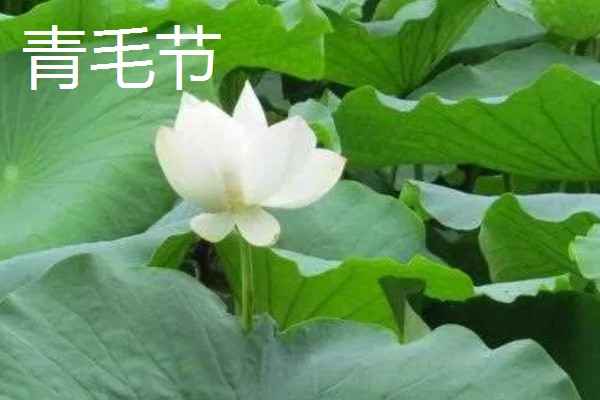 荷花的简介，属于莲科、莲属水生草本植物的统称