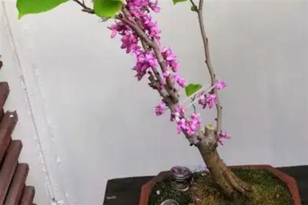 紫荆花的开放次数，一年可以开放一次