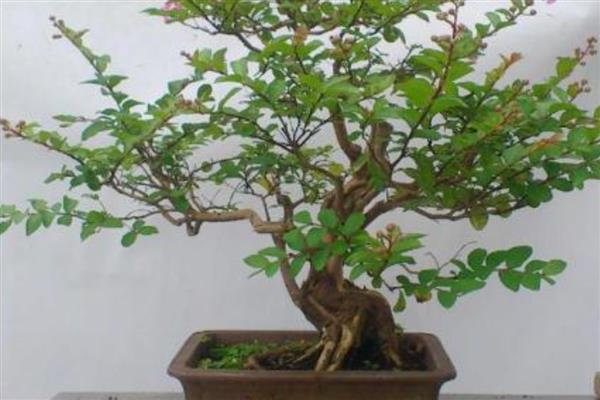 紫荆花的开放次数，一年可以开放一次
