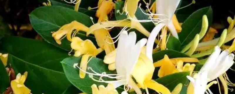 野生金银花摘回来怎么处理，应立刻进行晾晒