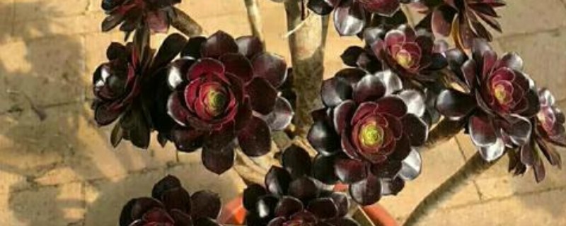 黑法师烂根后如何发根，首先需要对其进行修剪