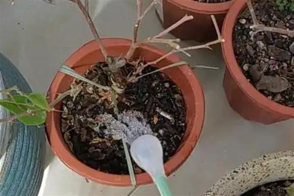 三角梅的浇水方法，不同季节的浇水方法不同