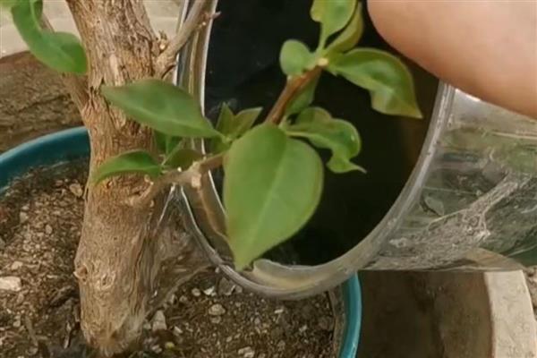 三角梅的浇水方法，不同季节的浇水方法不同
