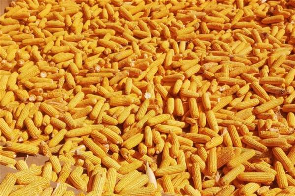玉米的收获方式，先用机器收割再人工捡漏