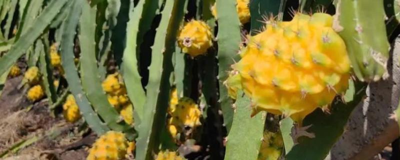 燕窝果和火龙果的区别，外表和外形均不同