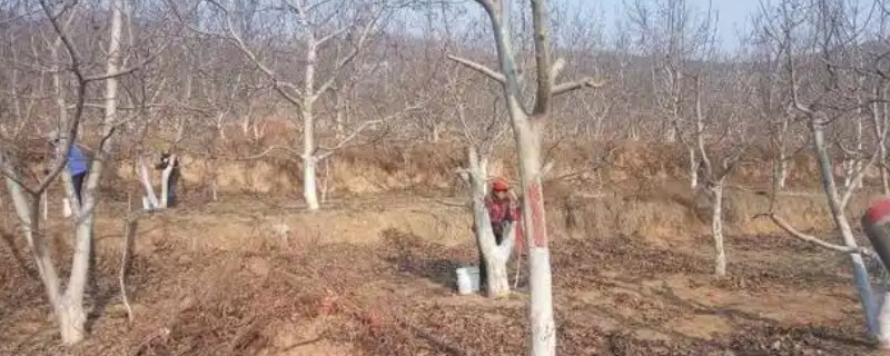 核桃树涂白剂的配方，包括生石灰、食盐等
